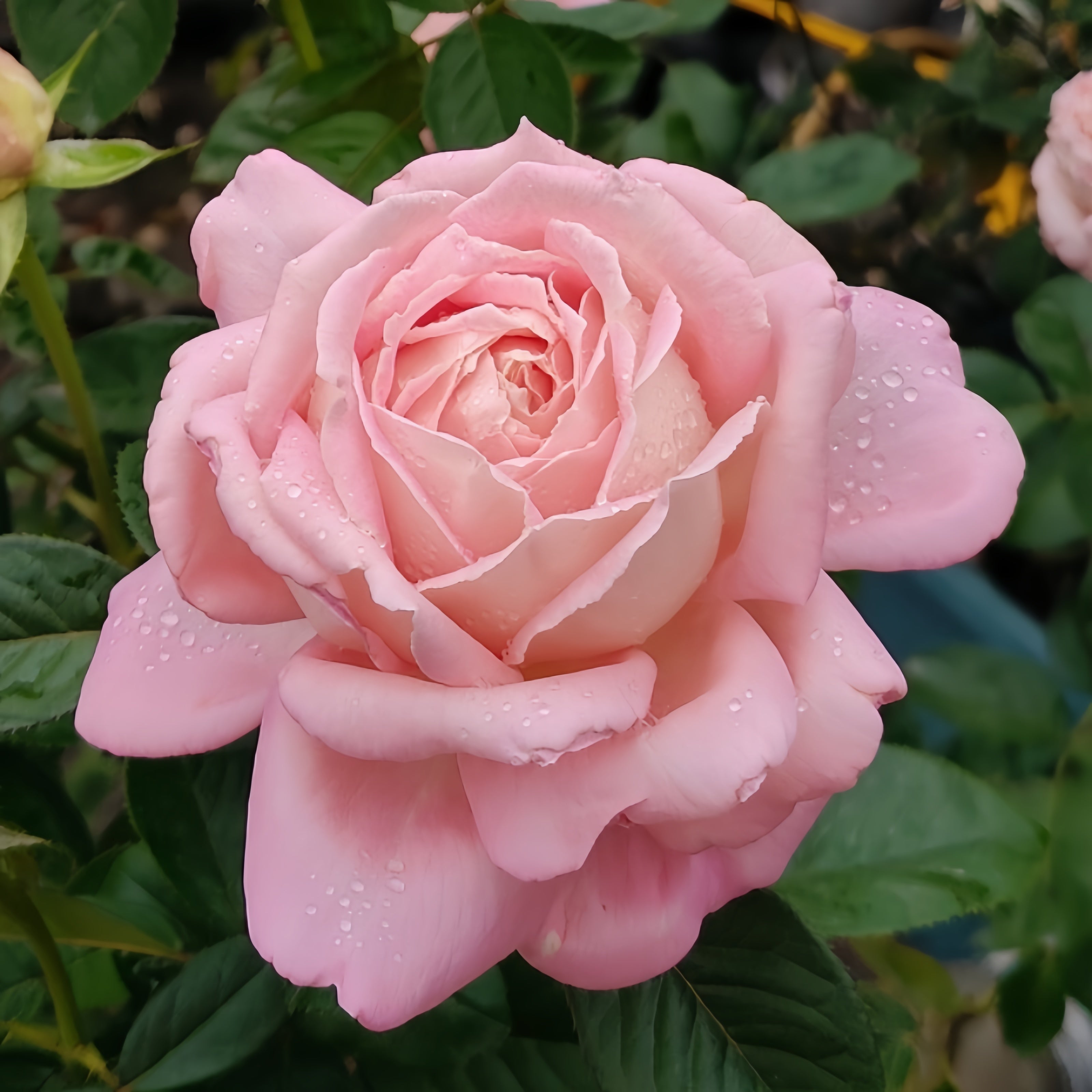 Amazing Grace Rose Plant |天赐恩宠 – Rose_Explosion