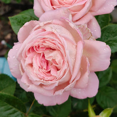 Amazing Grace Rose