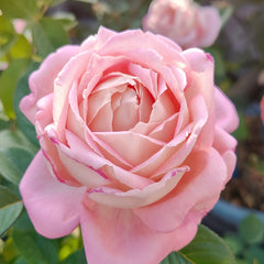 Amazing Grace Rose