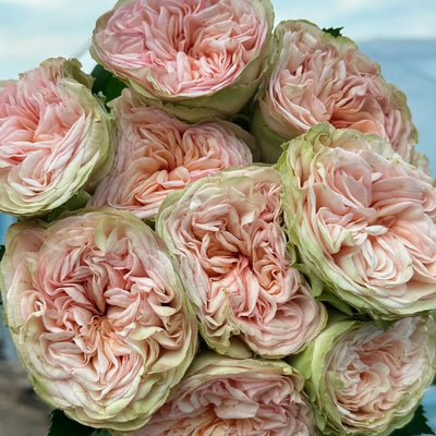 Amberley Park Rose