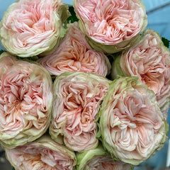 Amberley Park Rose