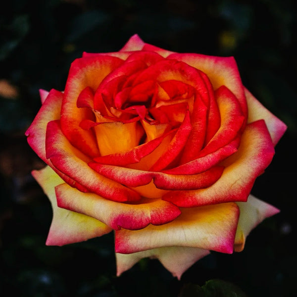 Ambiance Rose Plant