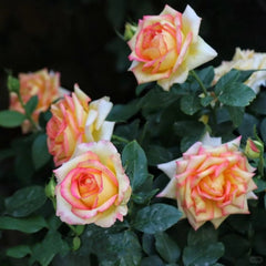 Ambiance Rose Plant