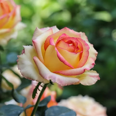 Ambiance Rose Plant