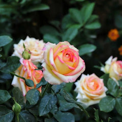 Ambiance Rose Plant