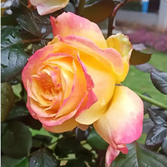 Ambiance Rose Plant