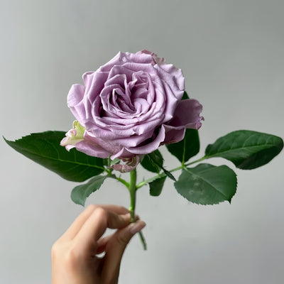 Amethyst Rose Plant