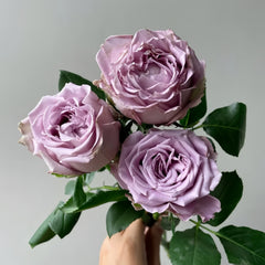 Amethyst Rose Plant