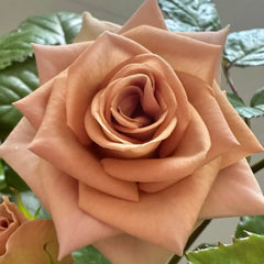 Amnesia Rose Plant