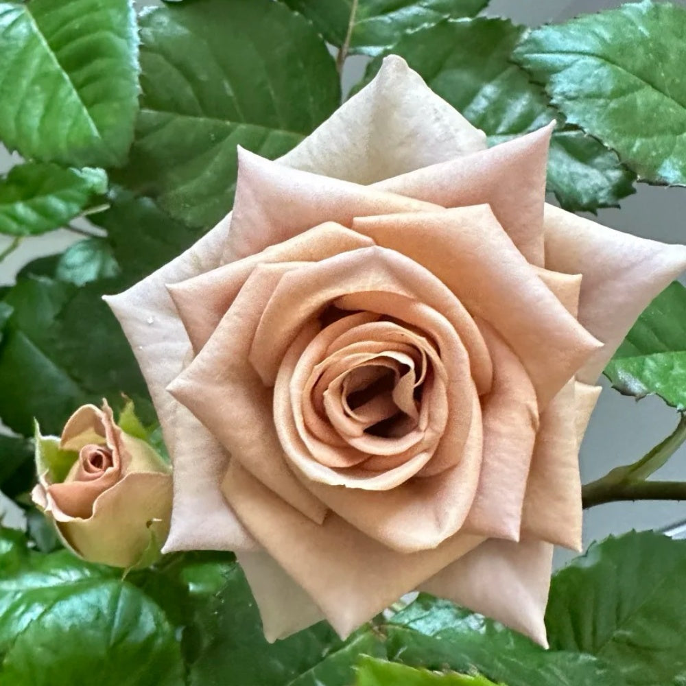 amnesia rose seeds Amnesia Rose Plant|失忆 – Rose_Explosion