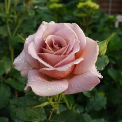 Amnesia Rose Plant