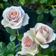 Amnesia Rose Plant