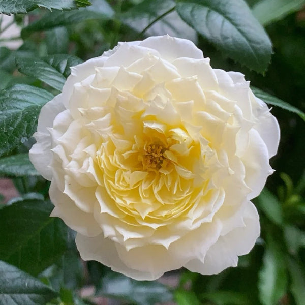 Amnesty International Rose Plant