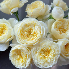 Amnesty International Rose Plant