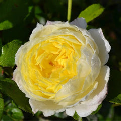 Amnesty International Rose Plant