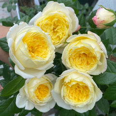 Amnesty International Rose Plant
