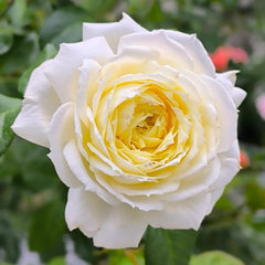 Amnesty International Rose Plant