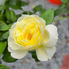 Amnesty International Rose Plant