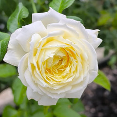 Amnesty International Rose Plant