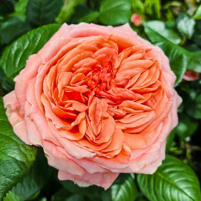 Amour de Molène Rose