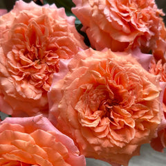 Amour de Molène Rose