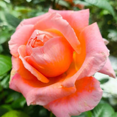 Amour de Molène Rose
