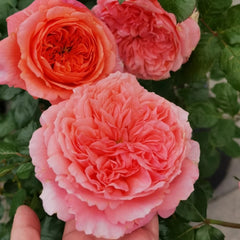 Amour de Molène Rose