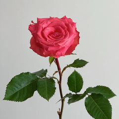 Amsterdam Rose