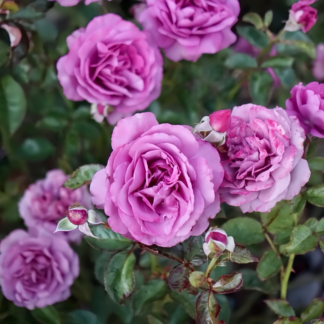 Angel Face Rise Angel Face Rose Plant|天使面容 – Rose_Explosion