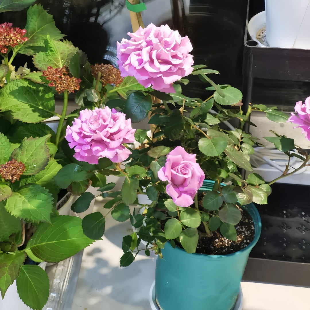 Angel Face Rise Angel Face Rose Plant|天使面容 – Rose_Explosion