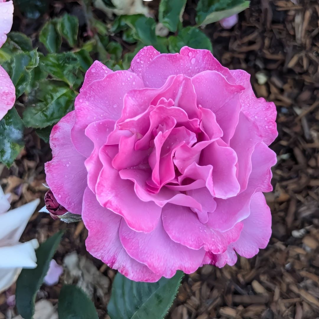 Angel Face Rise Angel Face Rose Plant|天使面容 – Rose_Explosion