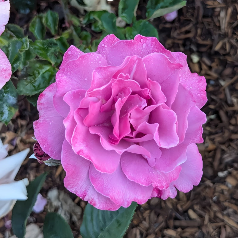 Angel Face Rose Plant|天使面容