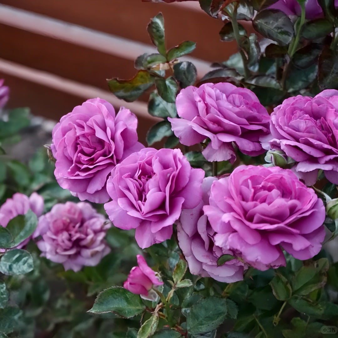 Angel Face Rise Angel Face Rose Plant|天使面容 – Rose_Explosion