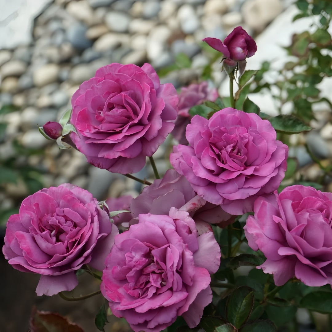 Angel Face Rise Angel Face Rose Plant|天使面容 – Rose_Explosion