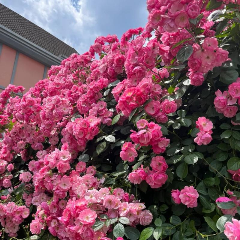 Angela Rose Plant - Add Elegance to Your Garden Today – Rose_Explosion