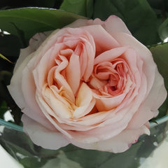 Angie Romantica Rose Plant