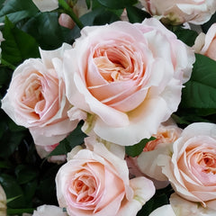 Angie Romantica Rose Plant