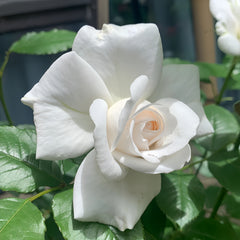 Annapurna Rose