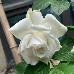 Annapurna Rose