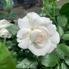 Annapurna Rose