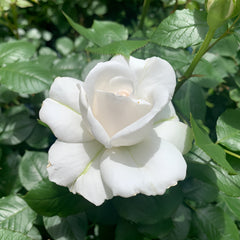 Annapurna Rose