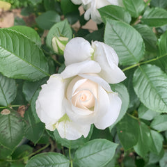 Annapurna Rose