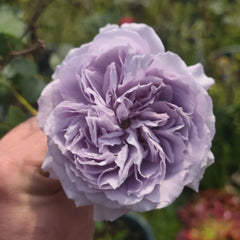 Antique Watch Rose Plant