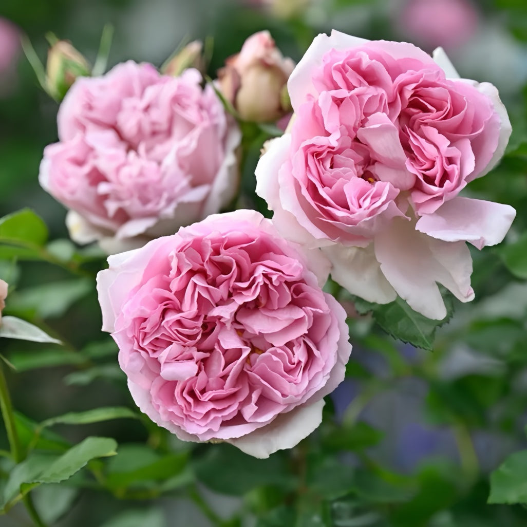 Annette Roses Flowers Antoinette Rose Plant|绝代艳后 – Rose_Explosion