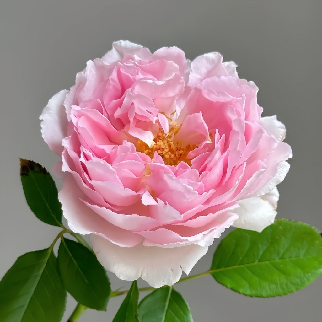 Annette Roses Flowers Antoinette Rose Plant|绝代艳后 – Rose_Explosion