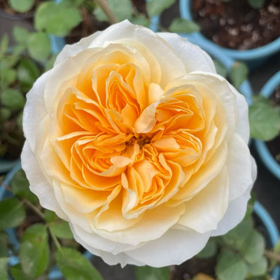 Antonia Garden Rose Plant