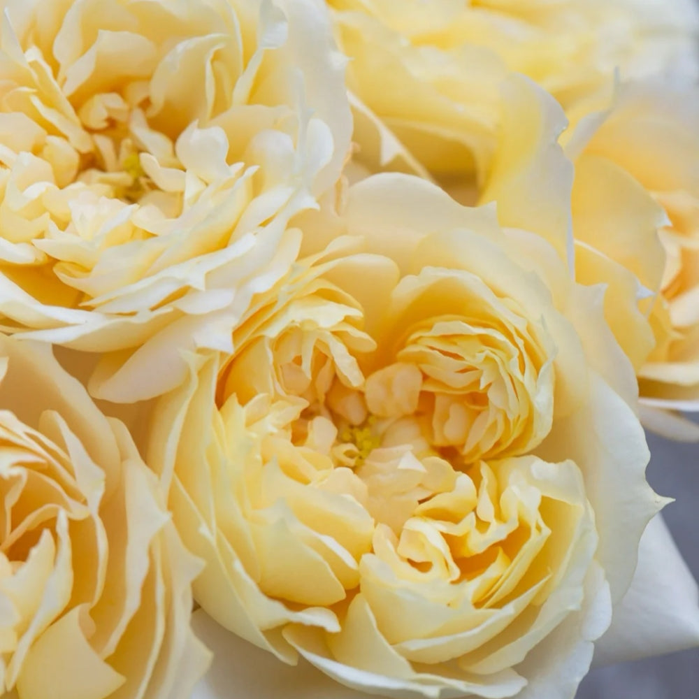Atinan Roses Antonia Garden Rose Plant | 安东尼亚花园 – Rose_Explosion