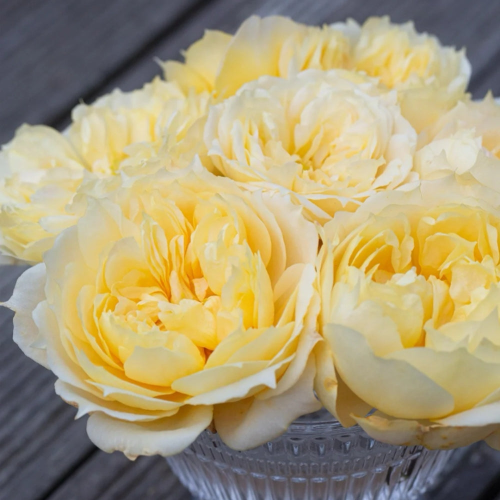 Atinan Roses Antonia Garden Rose Plant | 安东尼亚花园 – Rose_Explosion