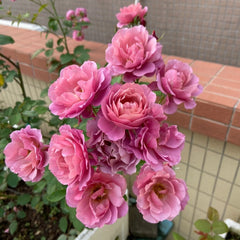 Aoi Rose Plant