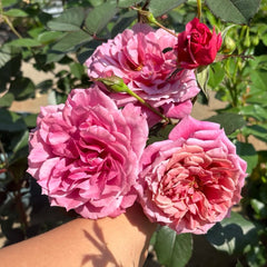 Aoi no ue Rose Plant|葵之上
